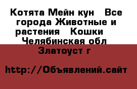 Котята Мейн кун - Все города Животные и растения » Кошки   . Челябинская обл.,Златоуст г.